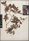 Foto von Salix cinerea L.